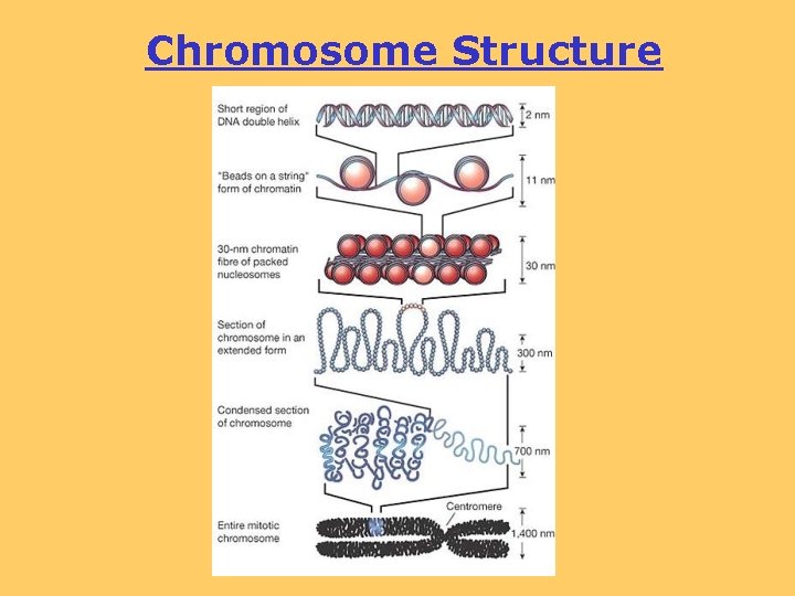 Chromosome Structure 