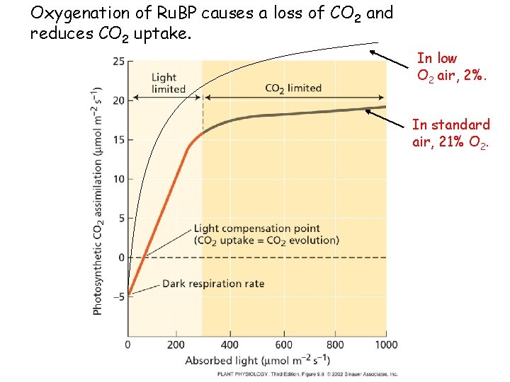 Oxygenation of Ru. BP causes a loss of CO 2 and reduces CO 2