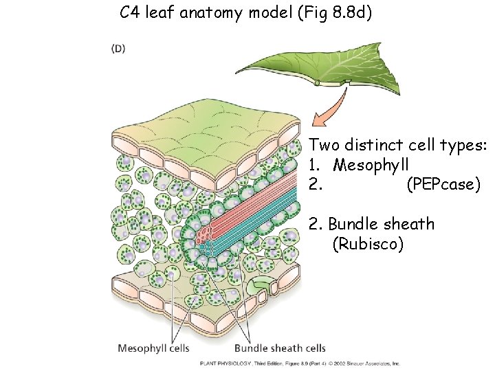 C 4 leaf anatomy model (Fig 8. 8 d) Two distinct cell types: 1.