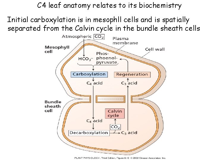 C 4 leaf anatomy relates to its biochemistry Initial carboxylation is in mesophll cells