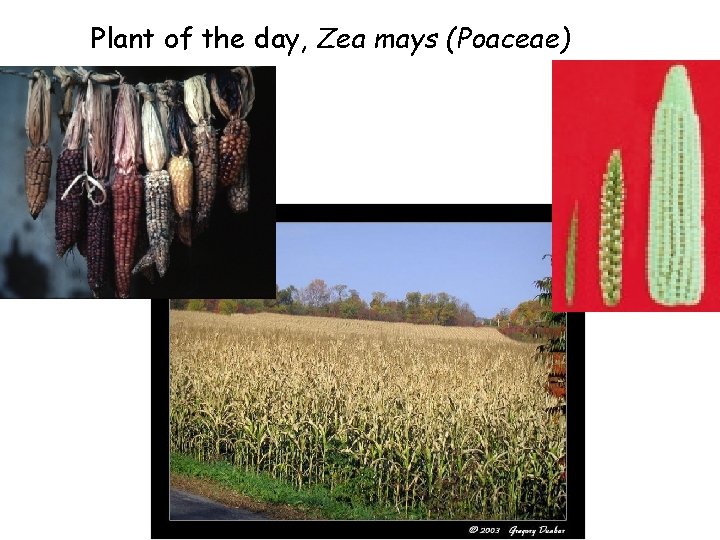 Plant of the day, Zea mays (Poaceae) 