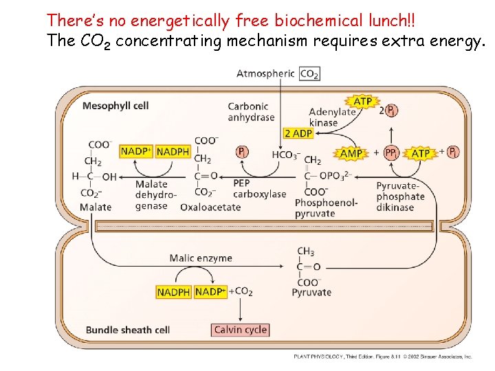 There’s no energetically free biochemical lunch!! The CO 2 concentrating mechanism requires extra energy.