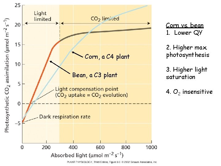 Corn vs. bean 1. Lower QY Corn, a C 4 plant Bean, a C