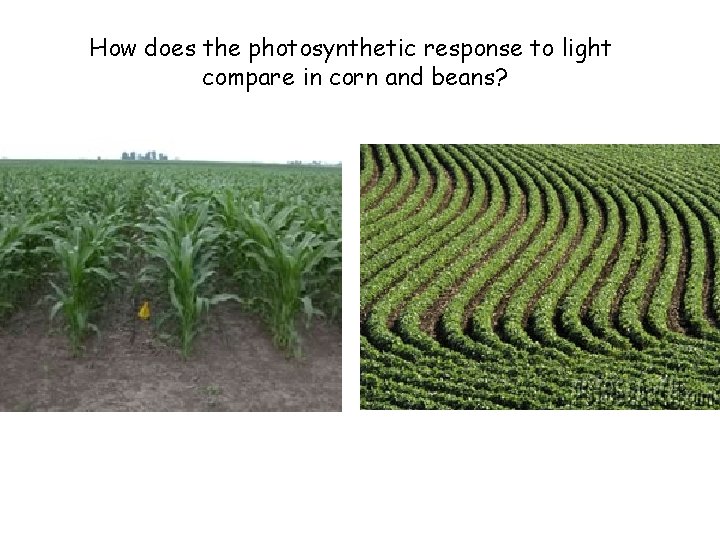 How does the photosynthetic response to light compare in corn and beans? 