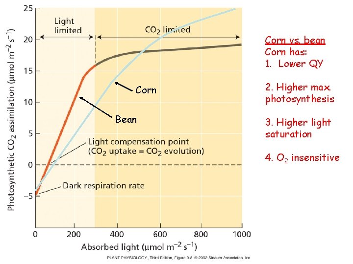 Corn vs. bean Corn has: 1. Lower QY Corn Bean 2. Higher max. photosynthesis