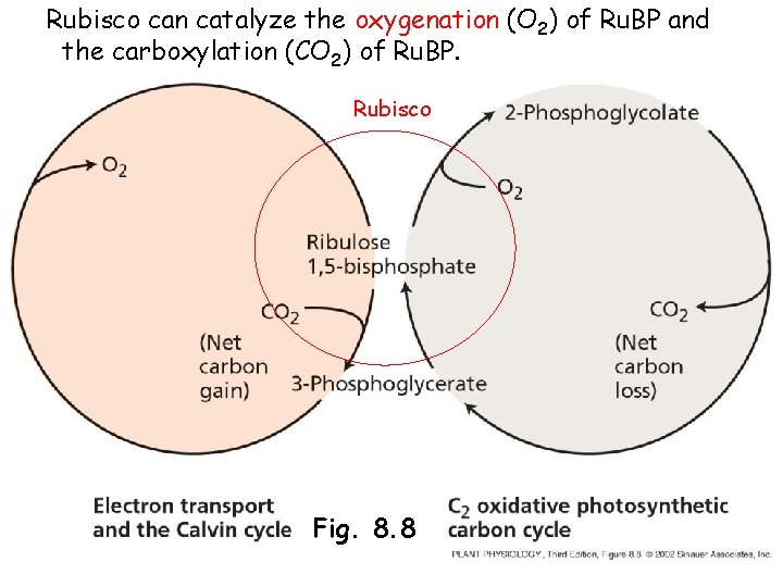 Rubisco can catalyze the oxygenation (O 2) of Ru. BP and the carboxylation (CO