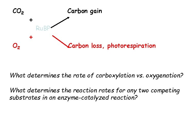 CO 2 + + Carbon gain Ru. BP Carbon loss, photorespiration What determines the