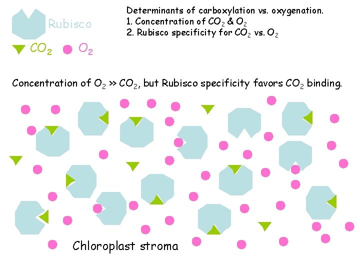 Rubisco CO 2 Determinants of carboxylation vs. oxygenation. 1. Concentration of CO 2 &