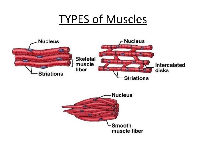 Type 1 Muscles Examples HUMAN BODY UNIT Mrs Le May 7 th