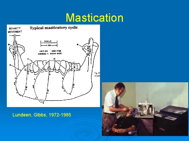 Mastication Lundeen, Gibbs, 1972 -1985 