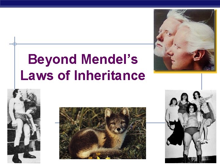 Beyond Mendel’s Laws of Inheritance AP Biology 2006 -2007 