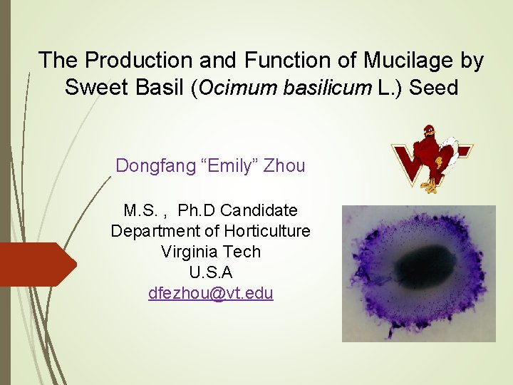 The Production and Function of Mucilage by Sweet Basil (Ocimum basilicum L. ) Seed