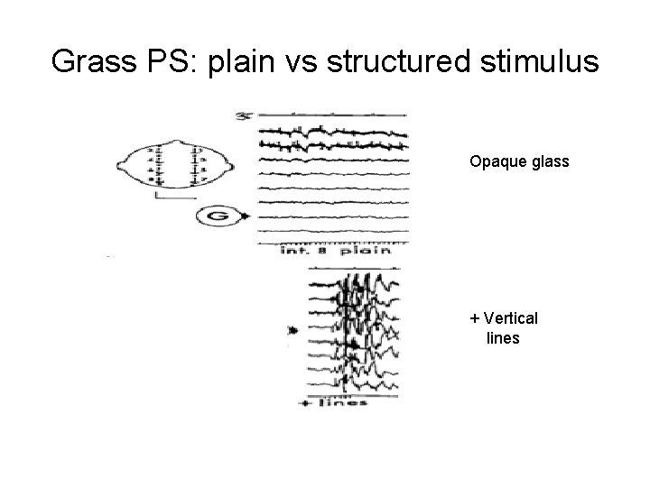 Grass PS: plain vs structured stimulus Opaque glass + Vertical lines 