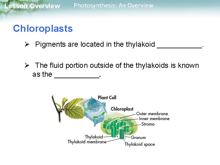 Lesson Overview Photosynthesis: An Overview Chloroplasts Ø Pigments are located in the thylakoid ______.