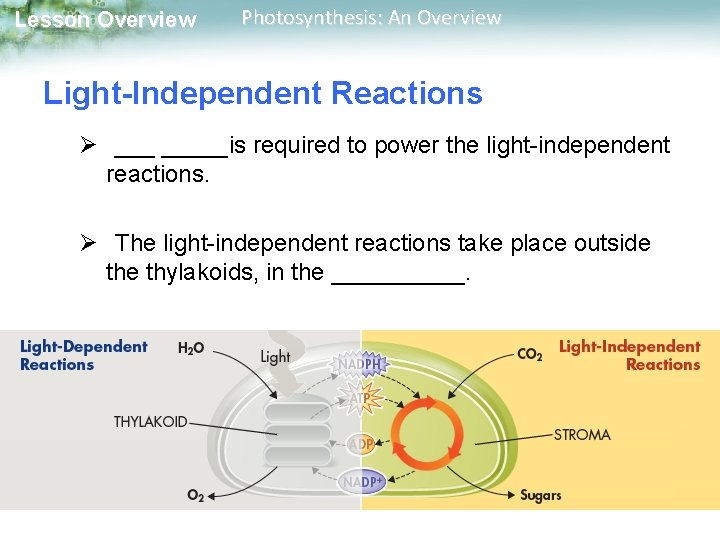 Lesson Overview Photosynthesis: An Overview Light-Independent Reactions Ø _____is required to power the light-independent