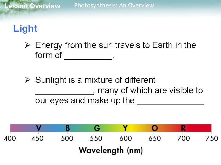 Lesson Overview Photosynthesis: An Overview Light Ø Energy from the sun travels to Earth