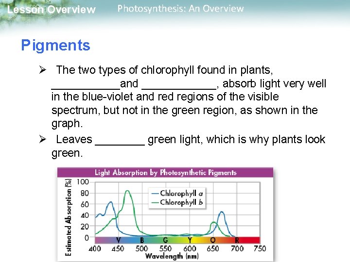 Lesson Overview Photosynthesis: An Overview Pigments Ø The two types of chlorophyll found in