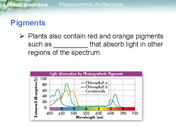 Lesson Overview Photosynthesis: An Overview Pigments Ø Plants also contain red and orange pigments