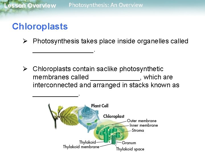 Lesson Overview Photosynthesis: An Overview Chloroplasts Ø Photosynthesis takes place inside organelles called ________.