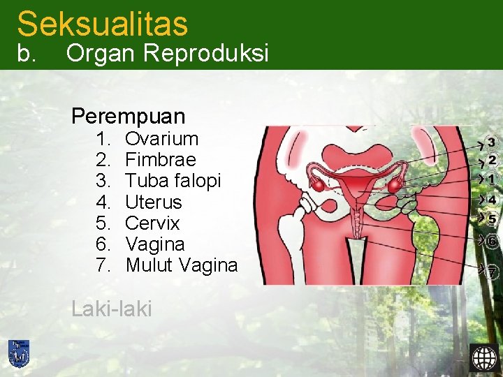 Seksualitas b. Organ Reproduksi Perempuan 1. 2. 3. 4. 5. 6. 7. Ovarium Fimbrae