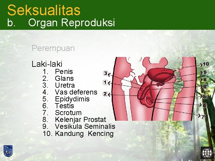 Seksualitas b. Organ Reproduksi Perempuan Laki-laki 1. 2. 3. 4. 5. 6. 7. 8.