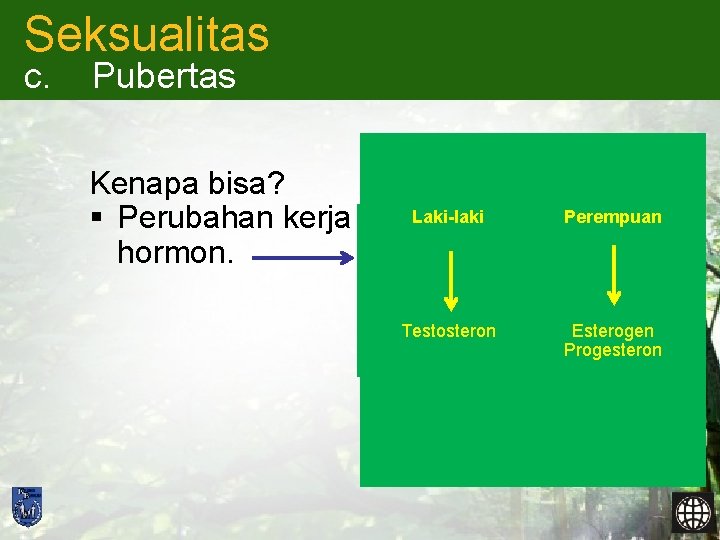 Seksualitas c. Pubertas Kenapa bisa? § Perubahan kerja hormon. Laki-laki Perempuan Testosteron Esterogen Progesteron