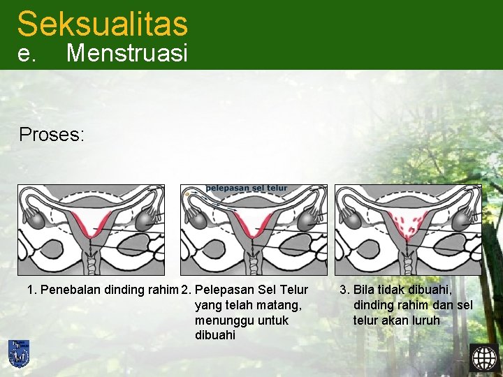 Seksualitas e. Menstruasi Proses: 1. Penebalan dinding rahim 2. Pelepasan Sel Telur yang telah