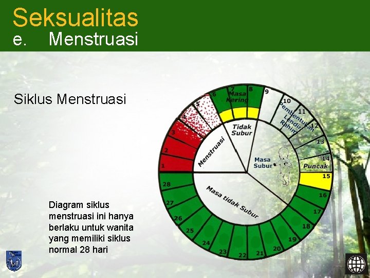 Seksualitas e. Menstruasi Siklus Menstruasi Diagram siklus menstruasi ini hanya berlaku untuk wanita yang