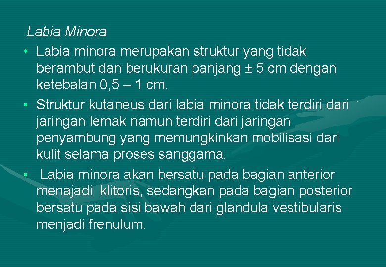 Labia Minora • Labia minora merupakan struktur yang tidak berambut dan berukuran panjang ±