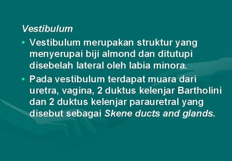 Vestibulum • Vestibulum merupakan struktur yang menyerupai biji almond dan ditutupi disebelah lateral oleh