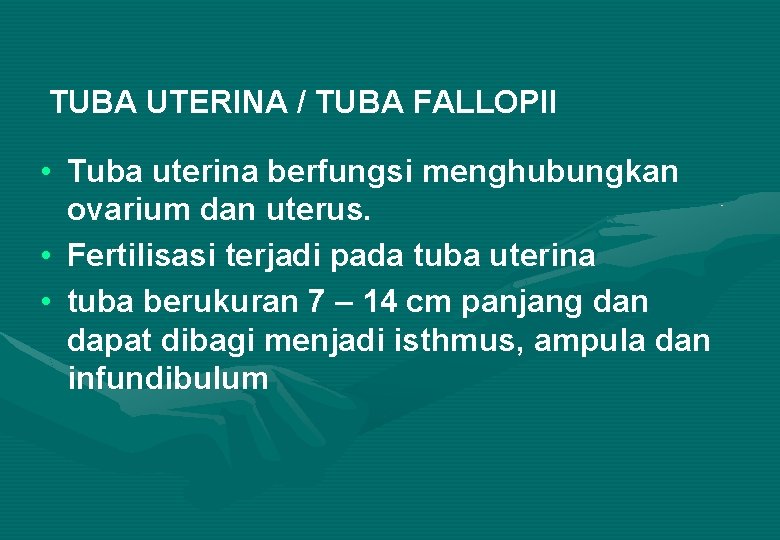 TUBA UTERINA / TUBA FALLOPII • Tuba uterina berfungsi menghubungkan ovarium dan uterus. •