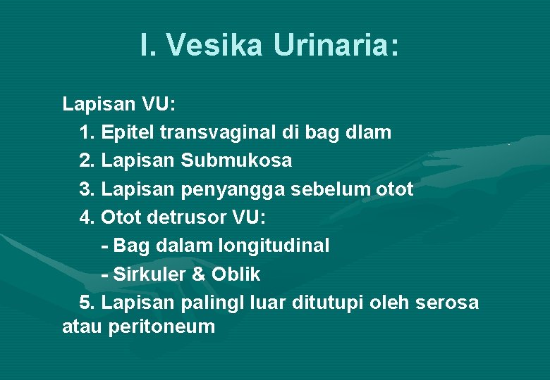 I. Vesika Urinaria: Lapisan VU: 1. Epitel transvaginal di bag dlam 2. Lapisan Submukosa