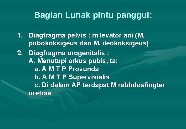 Bagian Lunak pintu panggul: 1. Diagfragma pelvis : m levator ani (M. pubokoksigeus dan