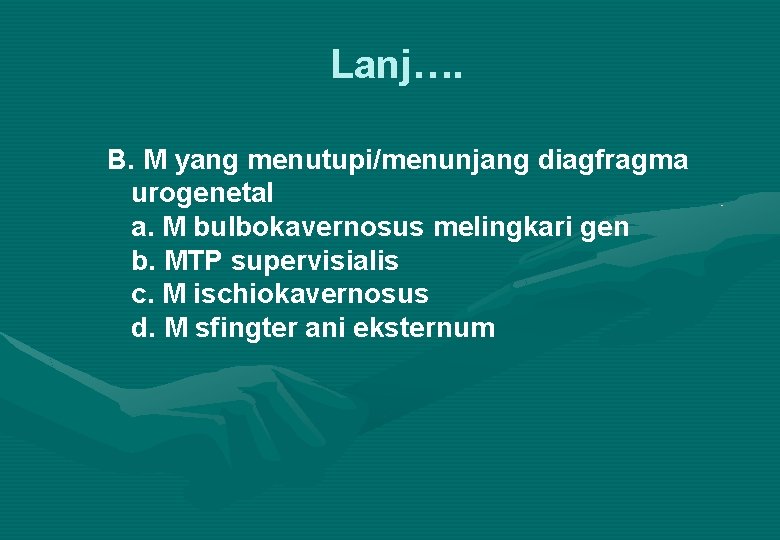 Lanj…. B. M yang menutupi/menunjang diagfragma urogenetal a. M bulbokavernosus melingkari gen b. MTP