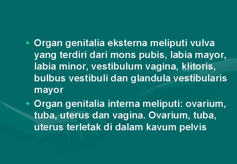  • Organ genitalia eksterna meliputi vulva yang terdiri dari mons pubis, labia mayor,