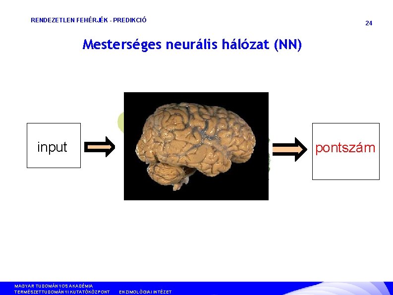 RENDEZETLEN FEHÉRJÉK - PREDIKCIÓ 24 Mesterséges neurális hálózat (NN) input MAGYAR TUDOMÁNYOS AKADÉMIA TERMÉSZETTUDOMÁNYI