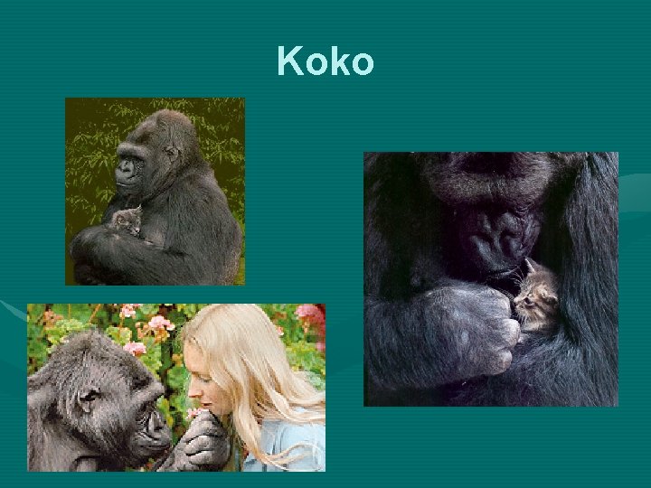 Koko 