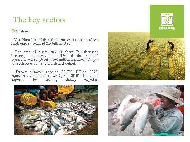 The key sectors ¡ Seafood: - Viet Nam has 1, 066 million hectares of