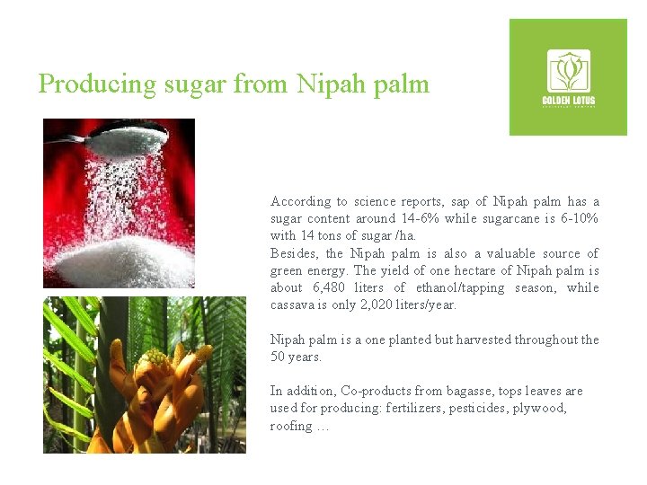 Producing sugar from Nipah palm According to science reports, sap of Nipah palm has
