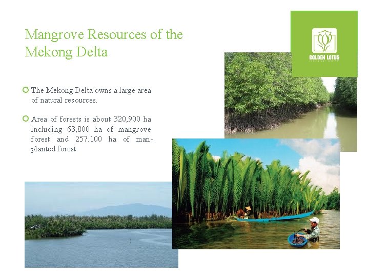 Mangrove Resources of the Mekong Delta ¡ The Mekong Delta owns a large area