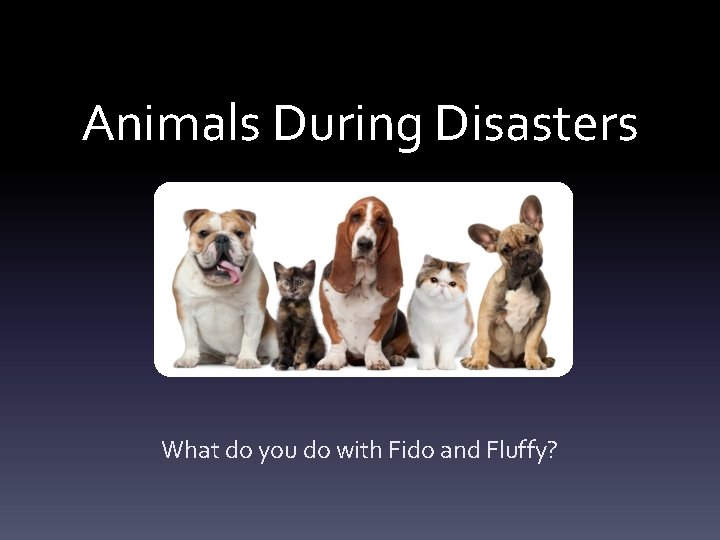 Animals During Disasters What do you do with Fido and Fluffy? Animals During Disasters What do you do with Fido and Fluffy?