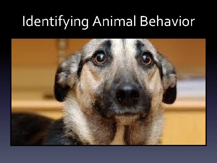 Identifying Animal Behavior Identifying Animal Behavior