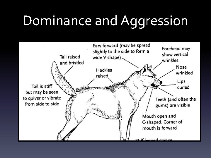 Dominance and Aggression Dominance and Aggression