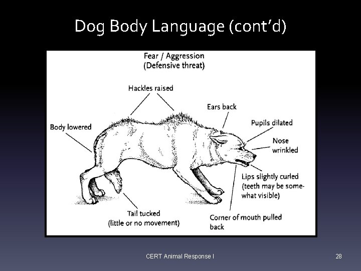 Dog Body Language (cont’d) CERT Animal Response I 28 Dog Body Language (cont’d) CERT Animal Response I 28