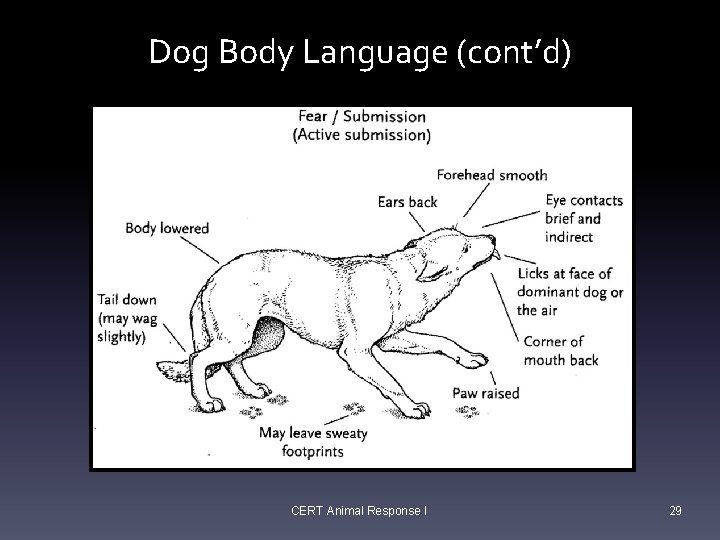 Dog Body Language (cont’d) CERT Animal Response I 29 Dog Body Language (cont’d) CERT Animal Response I 29