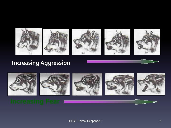 Dog Facial Expressions Increasing Aggression Increasing Fear CERT Animal Response I 31 Dog Facial Expressions Increasing Aggression Increasing Fear CERT Animal Response I 31