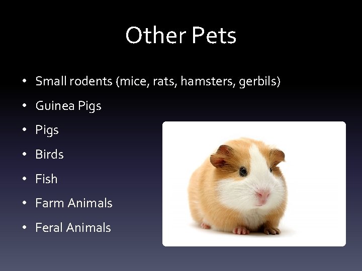 Other Pets • Small rodents (mice, rats, hamsters, gerbils) • Guinea Pigs • Birds Other Pets • Small rodents (mice, rats, hamsters, gerbils) • Guinea Pigs • Birds