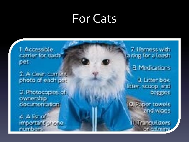 For Cats For Cats