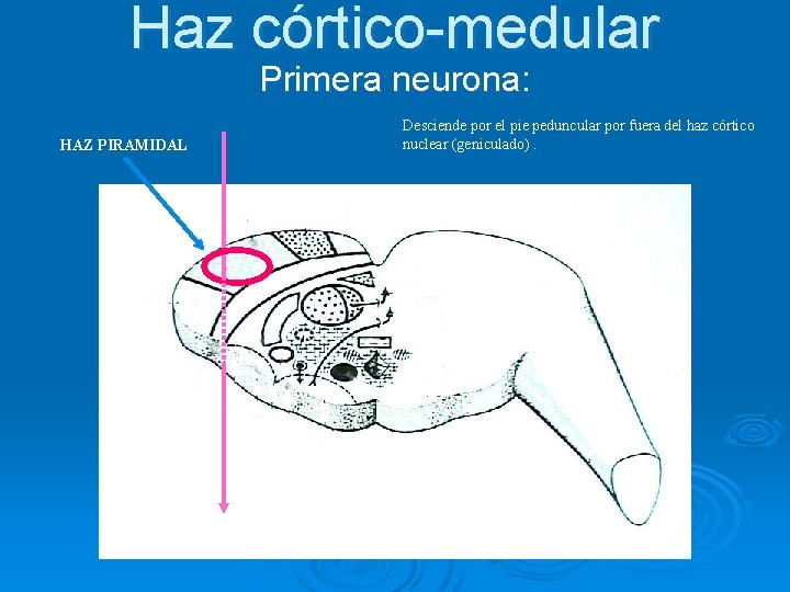 Haz córtico-medular Primera neurona: HAZ PIRAMIDAL Desciende por el pie peduncular por fuera del