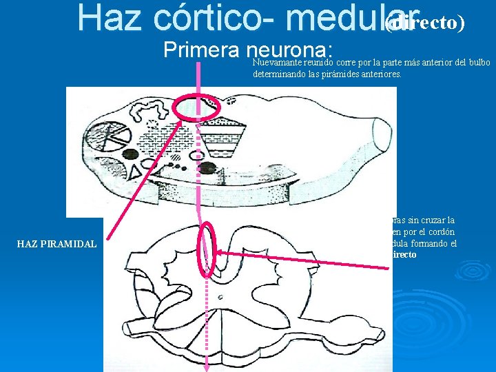 (directo) Haz córtico- medular Primera neurona: Nuevamante reunido corre por la parte más anterior